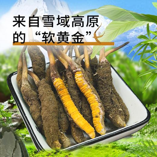 【现挖西藏鲜虫草】季节限定福利 补充满满能量（收到货后请尽快冷冻保存哦） 商品图2