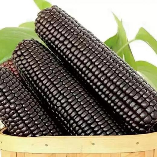 龙田湾富硒有机黑糯玉米1.1公斤  单袋  买放心菜就上瑞和泰 商品图0