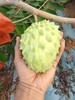 海南凤梨释迦｜热带冰淇淋果 商品缩略图2