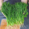 【MLT】茴香菜  鲜嫩  新鲜蔬菜  拌馅 商品缩略图0