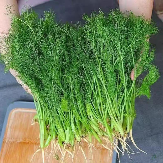 【MLT】茴香菜  鲜嫩  新鲜蔬菜  拌馅 商品图0