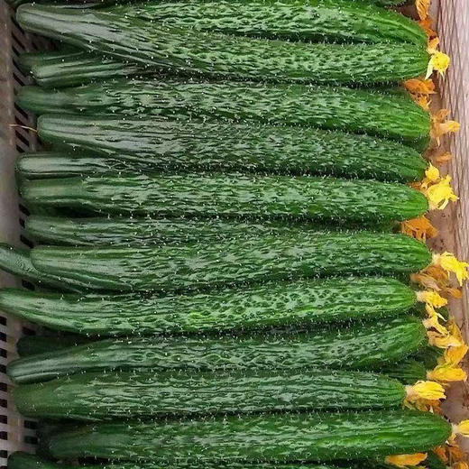 【MLT】农家带刺新鲜黄花  瓜型美观  根根均匀  生吃  凉拌  蔬菜 商品图0