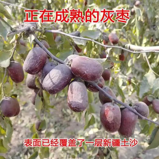 【带土原枣】新疆灰枣未清洗 自然风干 营养不流失 炖汤泡茶佳品 商品图6