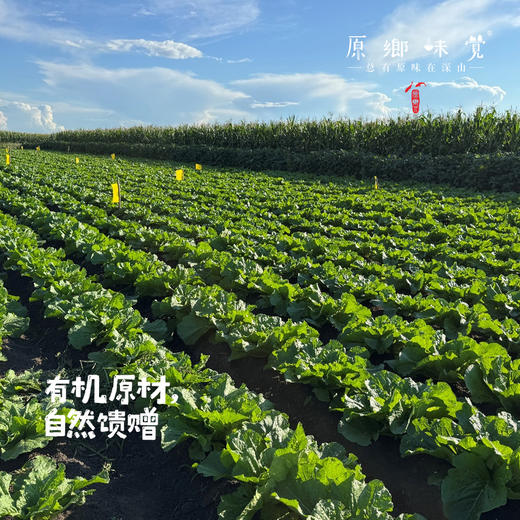 东北有机酸菜（成都仓库—顺丰快递）|350g/袋，来自黑龙江绥化，生产者：寒园有机农场【合作生产，公平贸易】 商品图1