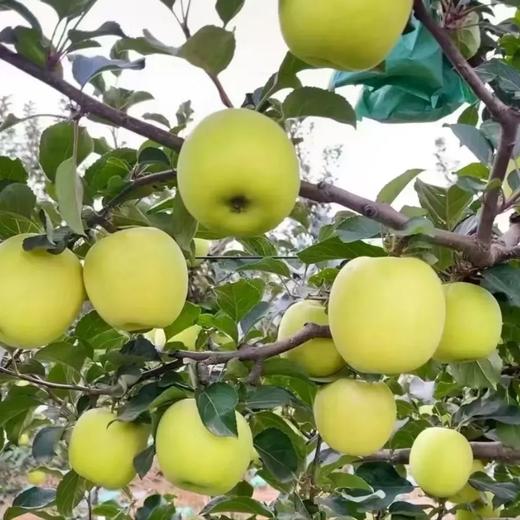 【白水苹果】瑞雪16枚75#礼盒顺丰快递 商品图2