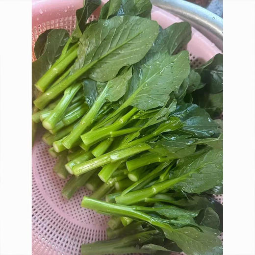 【MLT】新鲜快菜  叶厚  柄宽  好吃  鲜嫩  翠绿 商品图1