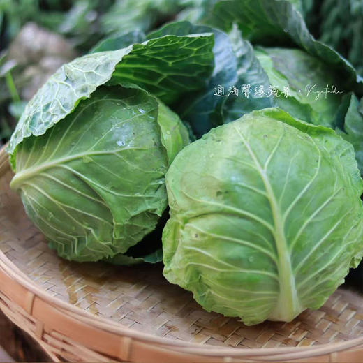 【MLT】新鲜甘蓝  迷你包菜  铁头菜  卷心菜  清脆爽口  蔬菜 商品图1
