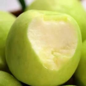 【白水苹果】瑞雪16枚75#礼盒顺丰快递