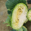 【MLT】洋白菜  新鲜蔬菜  扁白菜  脆嫩爽口 商品缩略图1