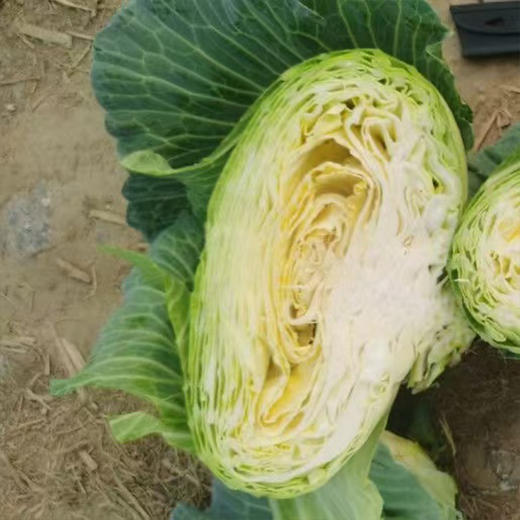 【MLT】洋白菜  新鲜蔬菜  扁白菜  脆嫩爽口 商品图1
