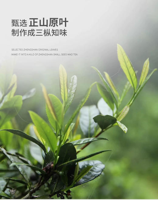 骏德茶业 武夷山红茶桐木老枞红茶铁树凹山场三枞知味木质100g 礼盒装 商品图4