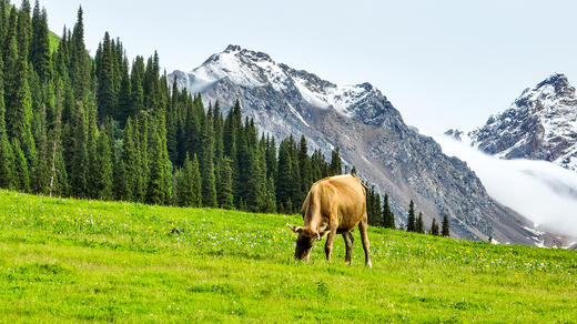 【礼品卡】牛羊至尊礼品卡（6斤牛肉+6斤羊肉） 商品图5