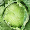 【MLT】新鲜甘蓝  迷你包菜  铁头菜  卷心菜  清脆爽口  蔬菜 商品缩略图2
