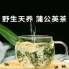 【蒲公英茶】野生长白山蒲公英11道工序层层严选 商品缩略图0