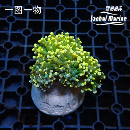 人工彩点火柴 商品图4