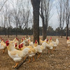 散养黑脚公鸡  纯粮食喂养土鸡 粮食鸡 肉质鲜嫩 适合炒炖 可整鸡可切块 鲜鸡 商品缩略图1