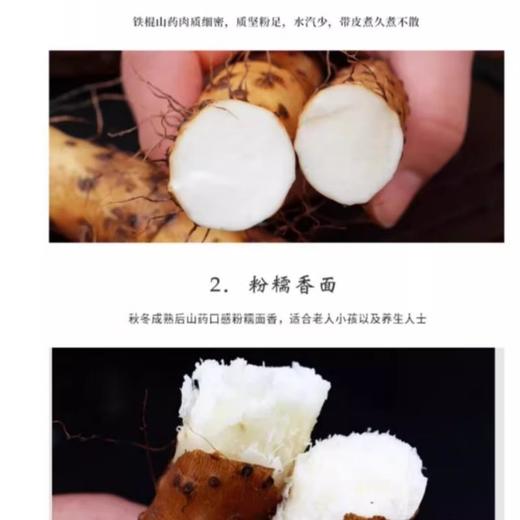焦作温县铁棍山药（大）(地标) 商品图3