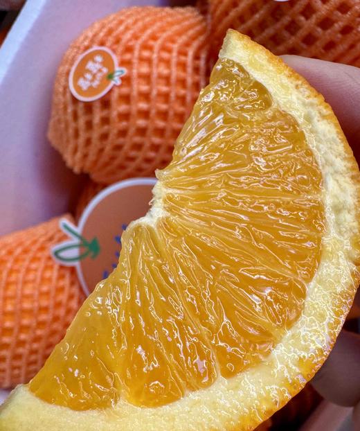 财橙  八方来财 商品图3