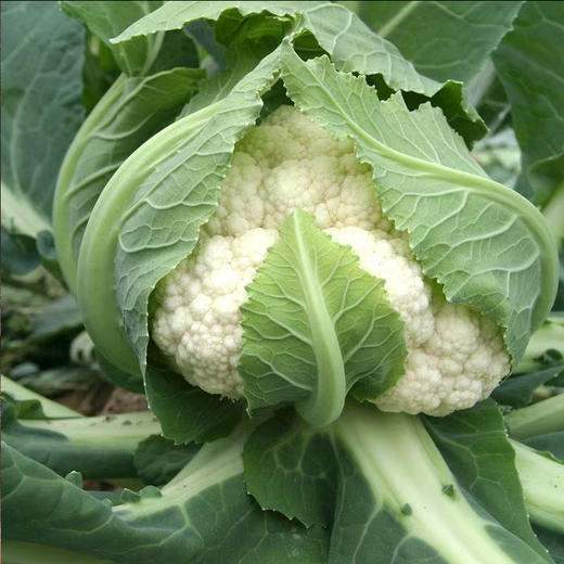 【MLT】新鲜花菜  自然成熟  老式花菜  绿色蔬菜  多种做法 商品图1