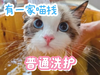 5-10斤长毛普通洗护 商品缩略图0
