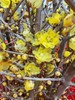 中国黄腊梅鲜切枝条一扎 商品缩略图8