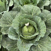 【MLT】洋白菜  新鲜蔬菜  扁白菜  脆嫩爽口 商品缩略图2