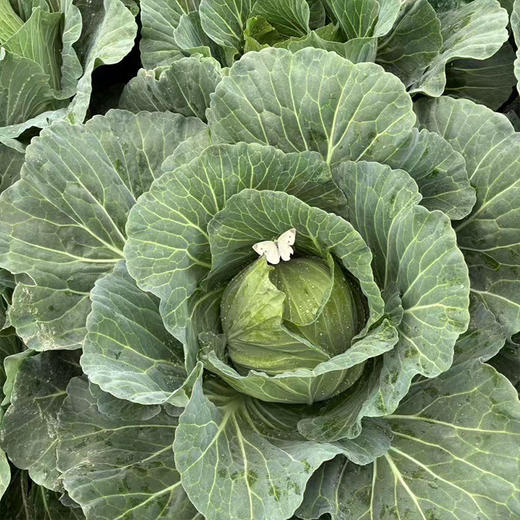 【MLT】洋白菜  新鲜蔬菜  扁白菜  脆嫩爽口 商品图2