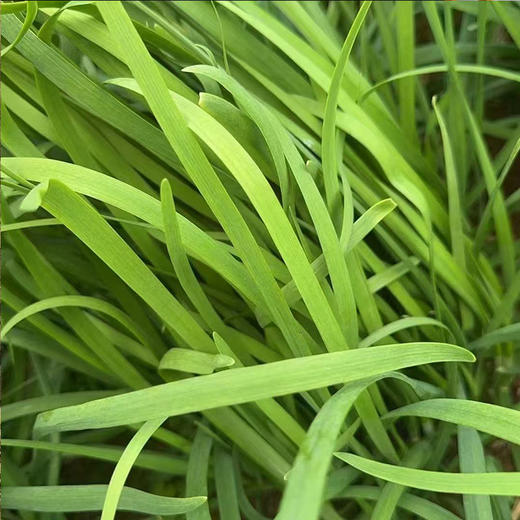 【MLT】头茬鲜嫩韭菜  新鲜时令蔬菜  浓香细叶韭菜 商品图2