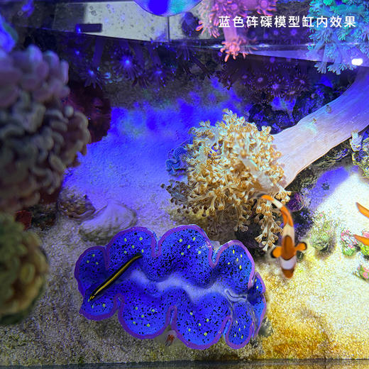 仿真砗磲摆件 商品图9