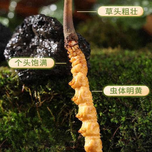 【现挖西藏鲜虫草】季节限定福利 补充满满能量（收到货后请尽快冷冻保存哦） 商品图3