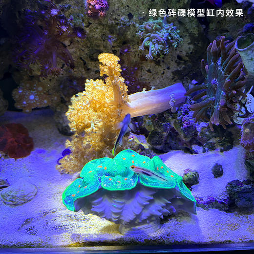 仿真砗磲摆件 商品图6