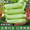 【MLT】新鲜西葫芦  脆嫩鲜甜  当季时令蔬菜  营养美味 商品缩略图1