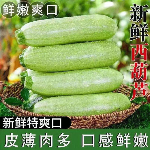 【MLT】新鲜西葫芦  脆嫩鲜甜  当季时令蔬菜  营养美味 商品图1