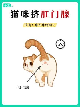 猫咪肛门腺要挤吗？怎么挤？