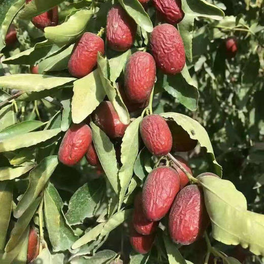 新疆红枣 |一级灰枣3斤装  枣香浓郁  味甜可口 商品图2