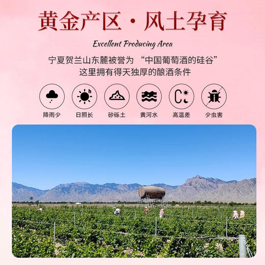 【桃红葡萄酒750ml】玫香低度半甜红酒 元旦春节送礼物酒  商品图1