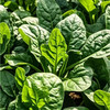 【MLT】新鲜菠菜  霜冻大叶菠菜  时令蔬菜  火锅必备 商品缩略图2