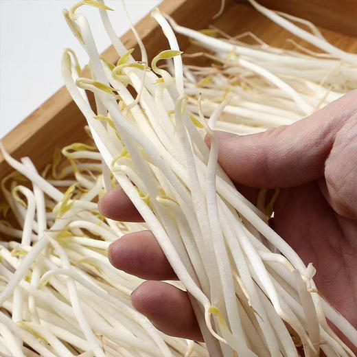 【MLT】新鲜绿豆芽  茎秆白嫩  豆香清晰  绿色蔬菜 商品图1