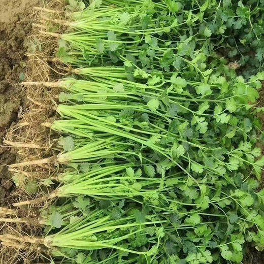 【MLT】新鲜小叶香菜  带根  现摘芫荽  火锅调味脆嫩 商品图2