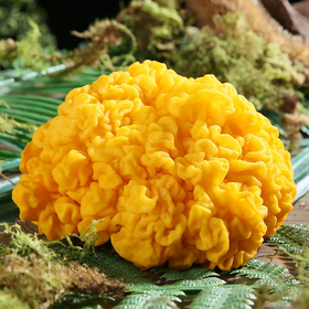 生鲜传奇金耳菇（朵） 单份买放心菜就上瑞和泰