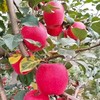 【白水苹果】瑞香红4.5-5斤12枚75#中果顺丰快递 商品缩略图2