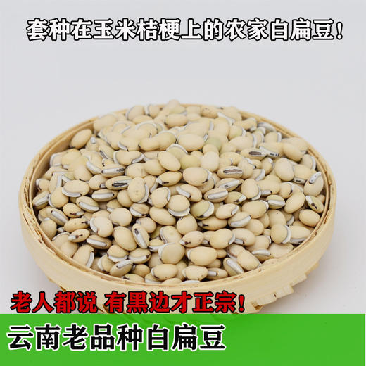 白扁豆 老品种有黑边黑点 药食同用 可煮粥炖汤炒食 商品图0