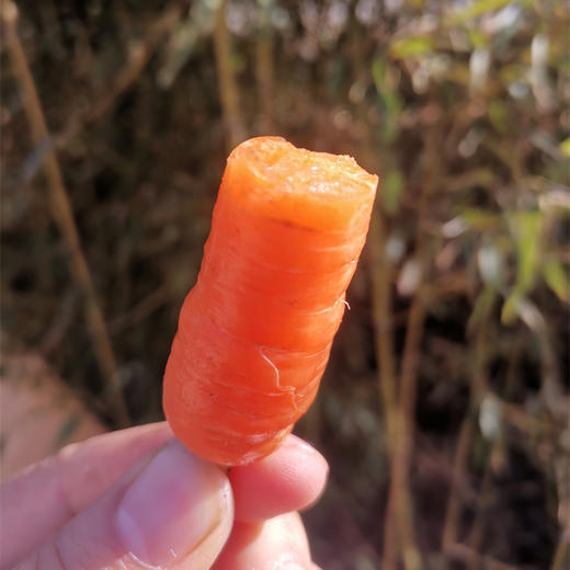 有机胡萝卜｜产地云南，有机种植， 脆嫩甜香，胡萝卜味浓，现挖现发，带泥发货⭐️顺丰快递 商品图3