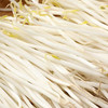 【MLT】新鲜绿豆芽  茎秆白嫩  豆香清晰  绿色蔬菜 商品缩略图2