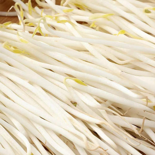 【MLT】新鲜绿豆芽  茎秆白嫩  豆香清晰  绿色蔬菜 商品图2