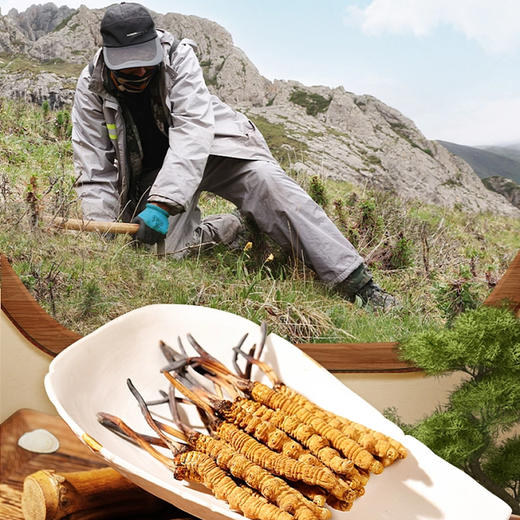 【西藏原产地直发 那曲虫草】高端滋补礼盒，一年只挖20天，能量满满每一天！ 商品图2