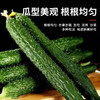 【MLT】农家带刺新鲜黄花  瓜型美观  根根均匀  生吃  凉拌  蔬菜 商品缩略图2