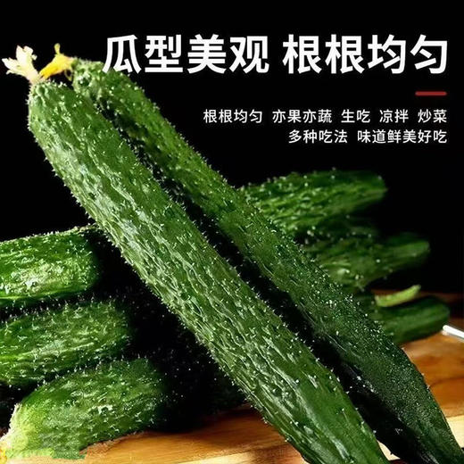 【MLT】农家带刺新鲜黄花  瓜型美观  根根均匀  生吃  凉拌  蔬菜 商品图2