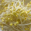 【MLT】新鲜黄豆芽  生鲜蔬菜  清水豆芽  优质黄豆  蔬菜 商品缩略图1