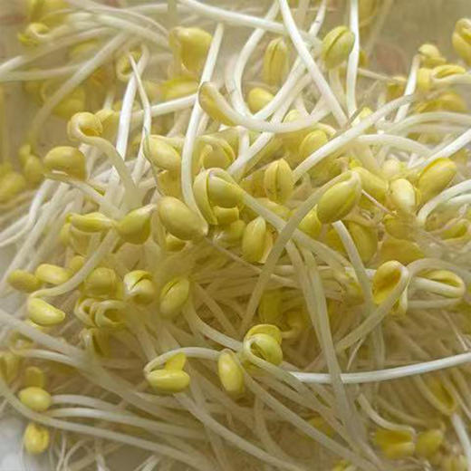 【MLT】新鲜黄豆芽  生鲜蔬菜  清水豆芽  优质黄豆  蔬菜 商品图1